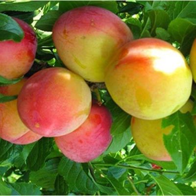 Слива Скороплодная фото