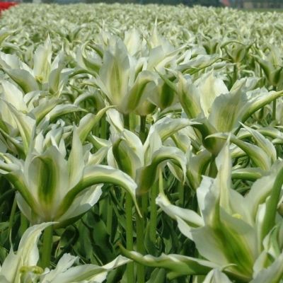 Тюльпан Грин Стар Тюльпан Грин Стар фото