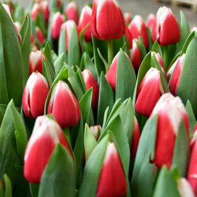 Тюльпан Дач Дизайн - Dolina-Sad.Ru