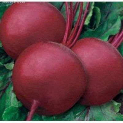 Свекла Бикорес Свекла Бикорес фото