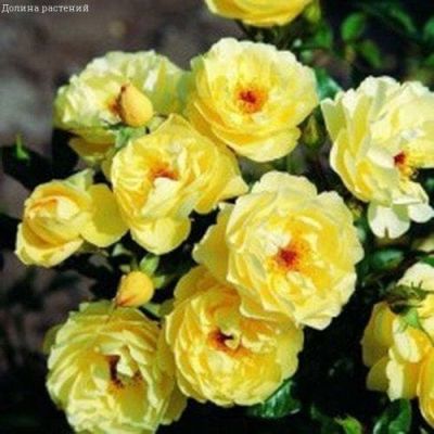 Роза Сонненсширм фото