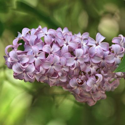 Сирень обыкновенная, С3 - Dolina-Sad.Ru