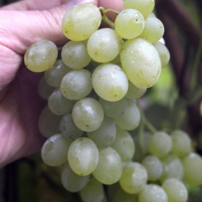 Виноград Регал - Dolina-Sad.Ru