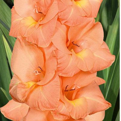 Гладиолус Эста Бонита Гладиолус Эста Бонита - Dolina-Sad.Ru