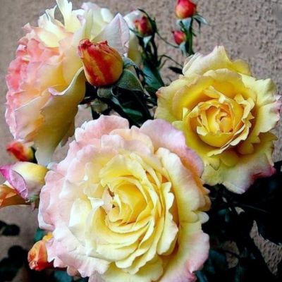 Роза Катрин Лаборде Роза Катрин Лаборде - Dolina-Sad.Ru