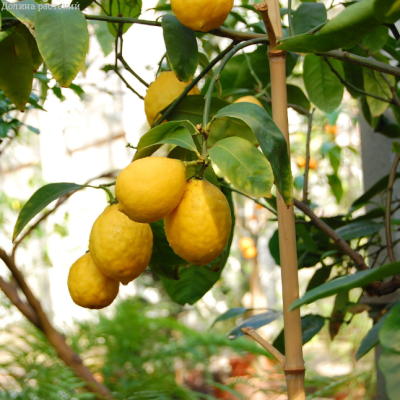 Лимон Пандероза Лимон Пандероза фото