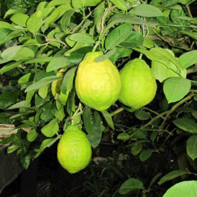 Лимон Пандероза Лимон Пандероза фото