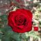 Роза Реал Манчестер Роза Реал Манчестер - Dolina-Sad.Ru