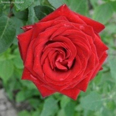 Роза Бранденбург Роза Бранденбург фото