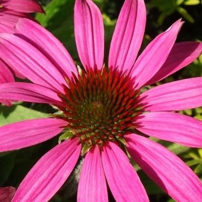 Эхинацея Сенсэйшн Пинк - Dolina-Sad.Ru