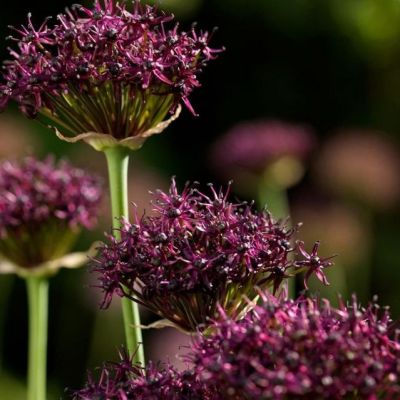 Аллиум Атропурпуреум Аллиум Атропурпуреум - Dolina-Sad.Ru