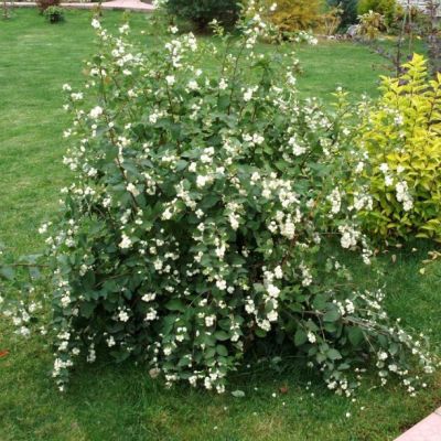 Снежноягодник Вайт Хедж фото