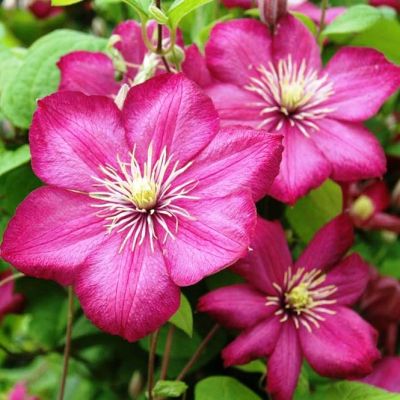 Клематис Вилл де Леон Клематис Вилл де Леон фото