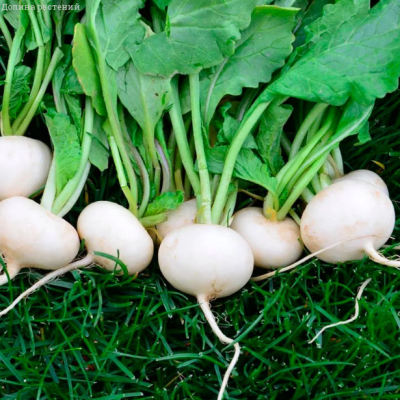 Редис Моховский Редис Моховский фото