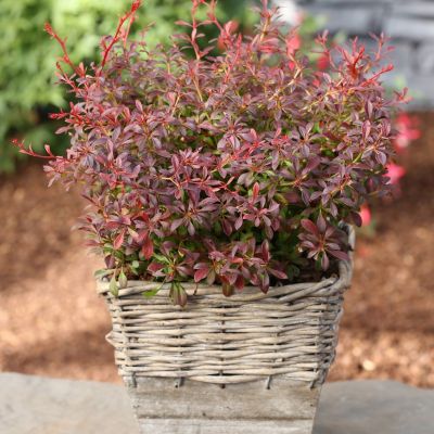 Барбарис Тунберга Оранж Дрим Барбарис Тунберга Оранж Дрим - Dolina-Sad.Ru