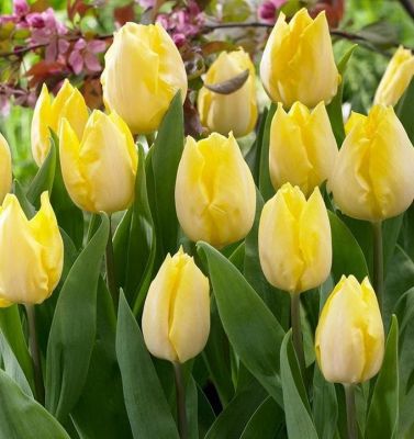 Тюльпан Санни Принц Тюльпан Санни Принц фото