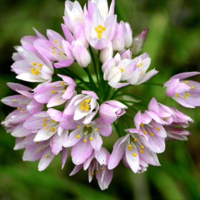 Аллиум Розеум фото