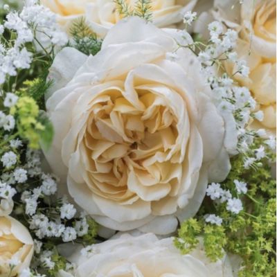 Роза Фриденслихт - Dolina-Sad.Ru