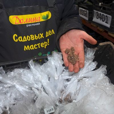 Ранункулюс Пинк Ранункулюс Пинк фото