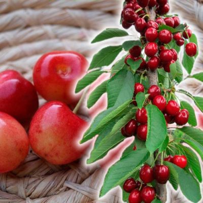 Черешня колоновидная Хелена - Dolina-Sad.Ru