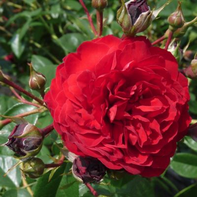 Роза Аут оф Розенхайм - Dolina-Sad.Ru