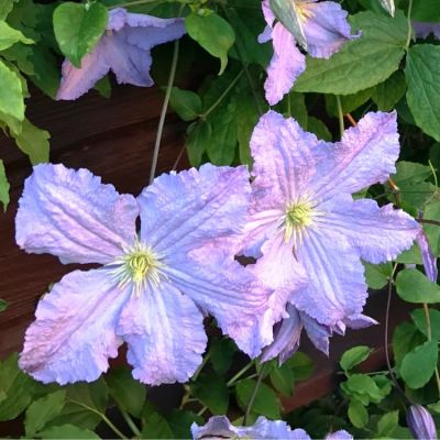 Клематис Голубой ангел (Блакитны анёл) Клематис Голубой ангел (Блакитны анёл) фото