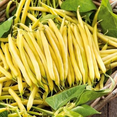 ФАСОЛЬ ПАНТЕРА(СПАРЖЕВАЯ) ФАСОЛЬ ПАНТЕРА(СПАРЖЕВАЯ) - Dolina-Sad.Ru