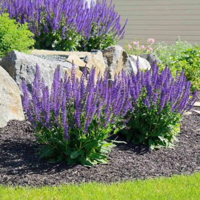 Шалфей дубравный Мерло Блю Шалфей дубравный Мерло Блю фото