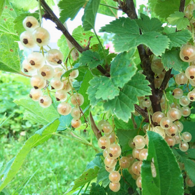 Смородина Большая Белая, C3 (2 года) - Dolina-Sad.Ru