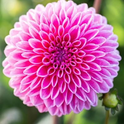 Георгина Сандра Георгина Сандра - Dolina-Sad.Ru