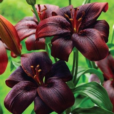 Лилия Ройал Кисс Лилия Ройал Кисс фото