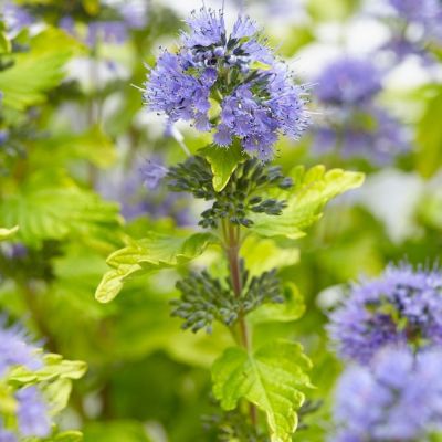 Кариоптерис кландонский Голд Крест - Dolina-Sad.Ru