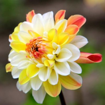 Георгина Дабл Джилл Георгина Дабл Джилл - Dolina-Sad.Ru