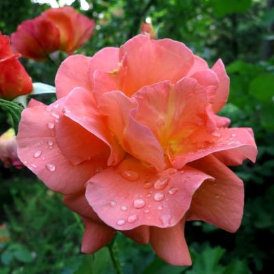 Роза Вестерлэнд Роза Вестерлэнд фото