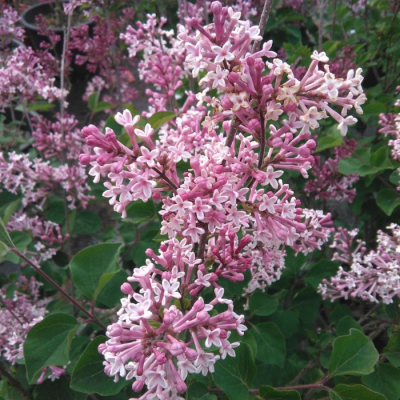 Сирень гибридная Джози - Dolina-Sad.Ru