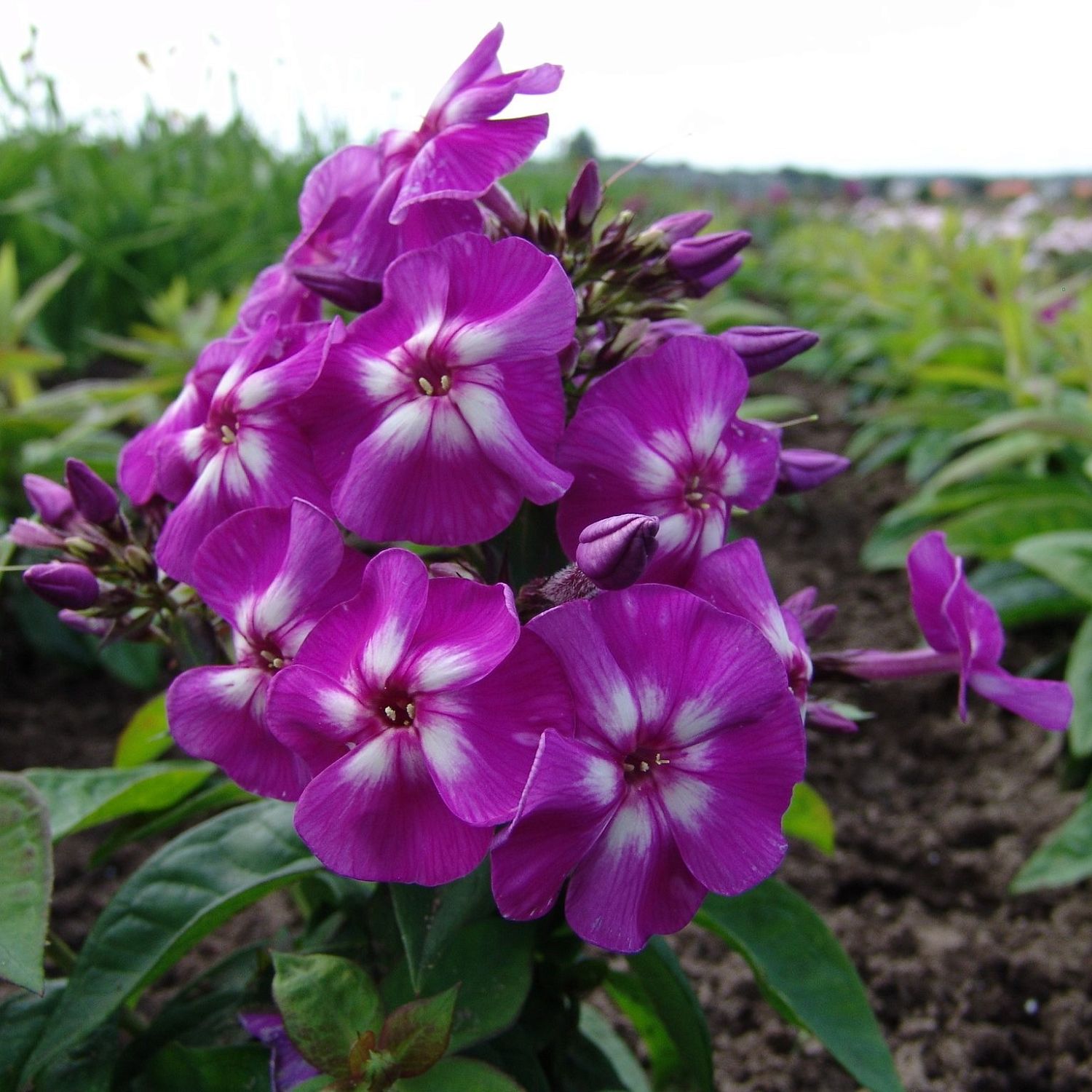 Флокс метельчатый Пурпл Кисс Флокс метельчатый Пурпл Кисс - Dolina-Sad.Ru