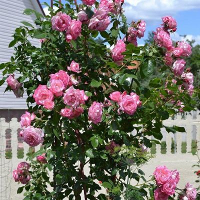 Роза Хэндель Роза Хэндель фото