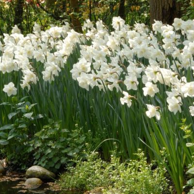 Нарцисс Орегон Сноу Нарцисс Орегон Сноу - Dolina-Sad.Ru