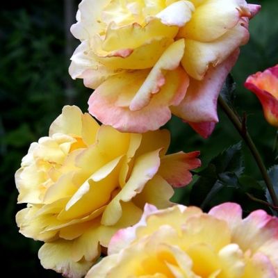 Роза Катрин Лаборде Роза Катрин Лаборде - Dolina-Sad.Ru