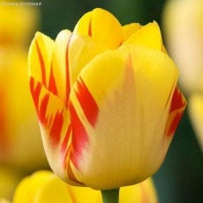 Тюльпан Олимпик Флейм Тюльпан Олимпик Флейм фото