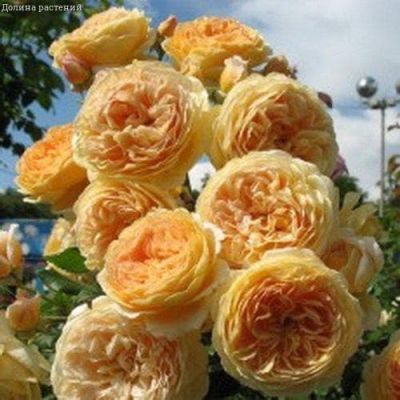 Роз Грэхам Томас- 2 шт. Роз Грэхам Томас- 2 шт. фото