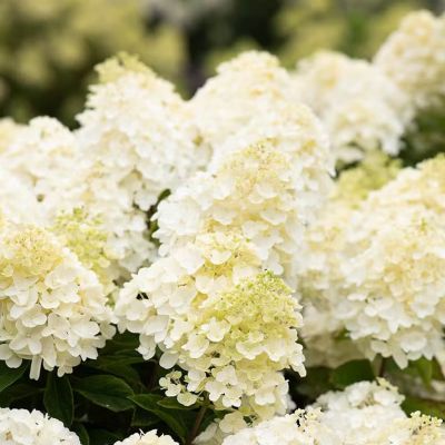 Гортензия метельчатая Саммер Сноу Гортензия метельчатая Саммер Сноу - Dolina-Sad.Ru