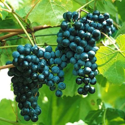 Виноград Один фото