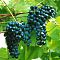 Виноград Один фото