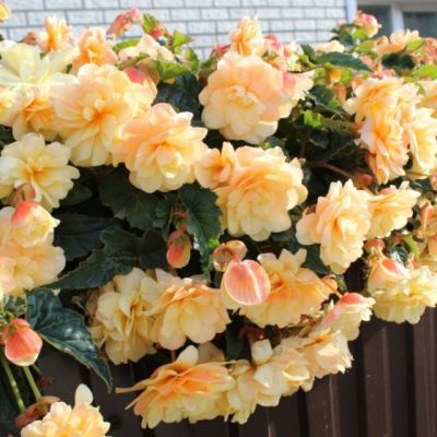 Бегония Беллекония Шардоне Бегония Беллекония Шардоне - Dolina-Sad.Ru