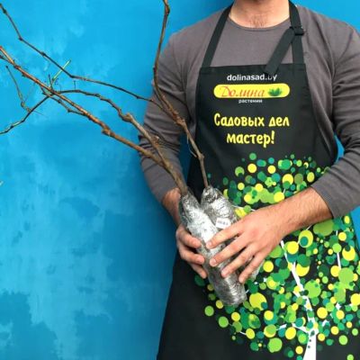 Виноград Шахиня Ирана фото