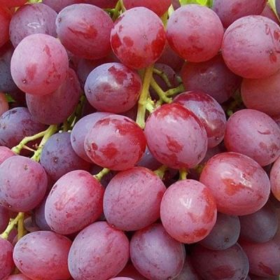 Виноград Велес - Dolina-Sad.Ru