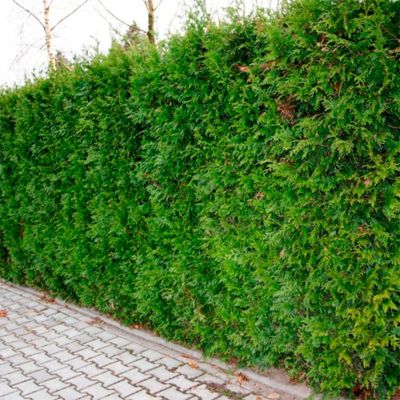 Туя складчатая Кан-Кан, С2 Туя складчатая Кан-Кан, С2 - Dolina-Sad.Ru