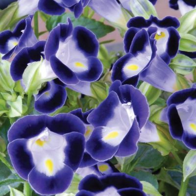 Торения Мармелад Черничный, 5 шт. фото