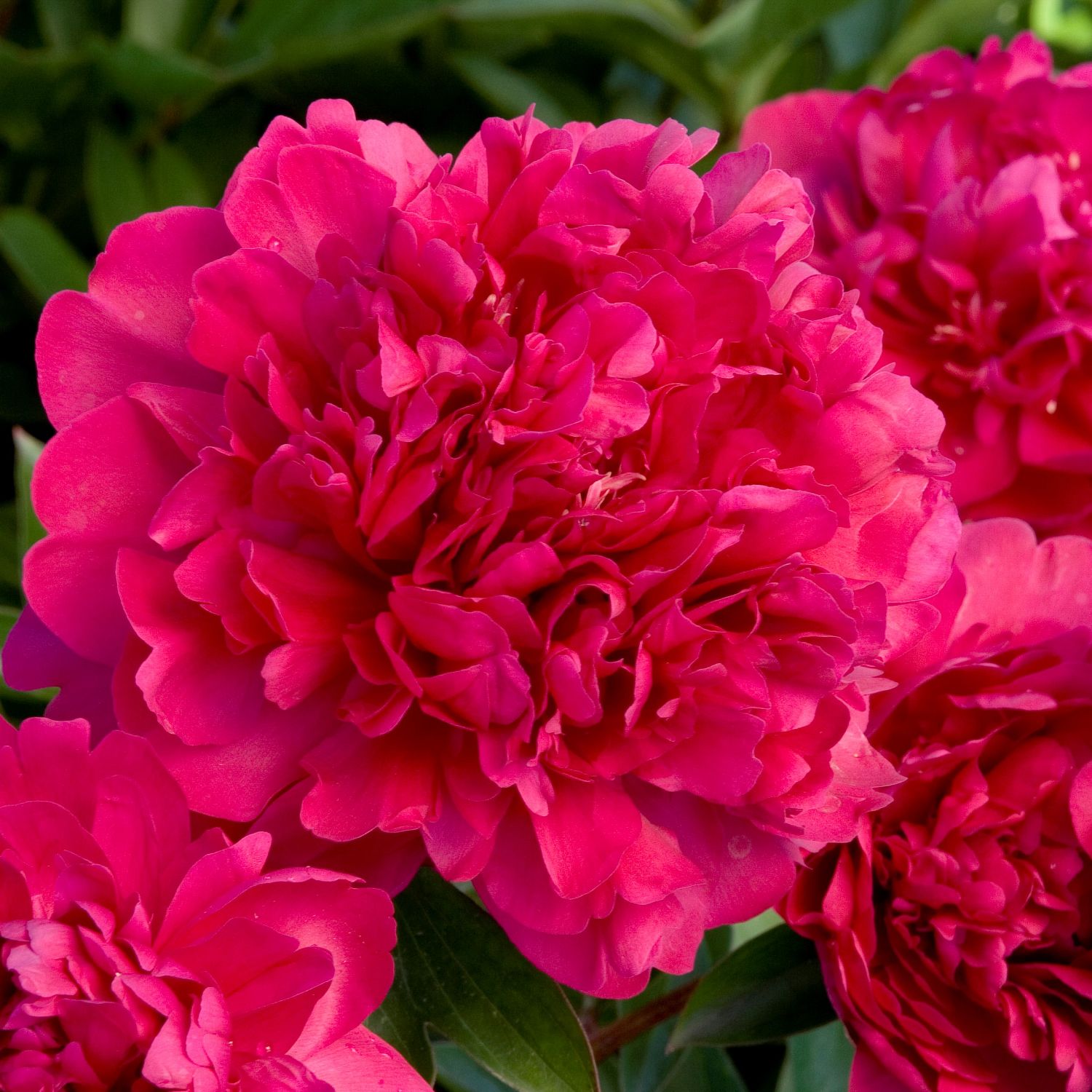 Пион Пол М. Уайлд Пион Пол М. Уайлд фото